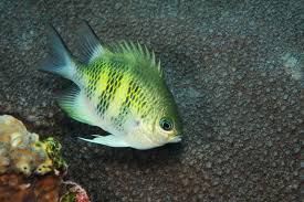 Staghorn Damsel; Fiji – Amblyglyphidodon curacao - Fish