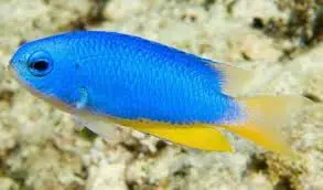 Yellowbelly Blue Damsel – Pomacentrus auriventris - Fish