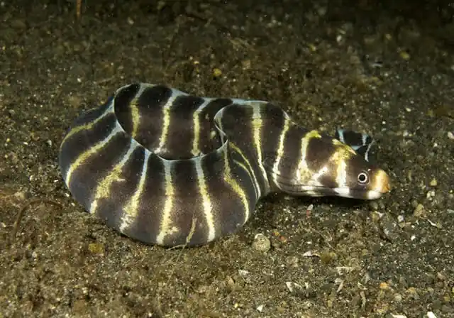 Banded Moray Eel Echidna polyzona - Fish