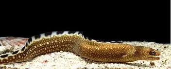 Blackedge Eel Atlantic Ocean - Fish