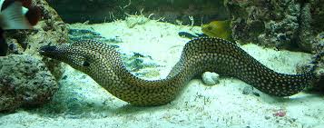 Dragon Eel Hawaii Enchelycore pardalis - Fish