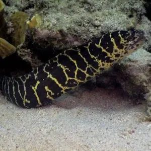 Chainlink Moray Eel Atlantic Echidna catenata - Fish