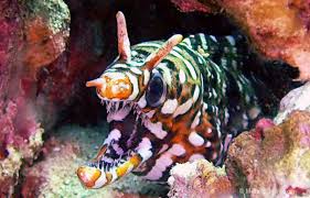 Dragon Eel; Male; Japan - Enchelycore pardalis
