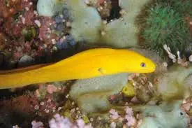 Dwarf Yellow Eel Hawaii Gymnothorax melatremus - Fish