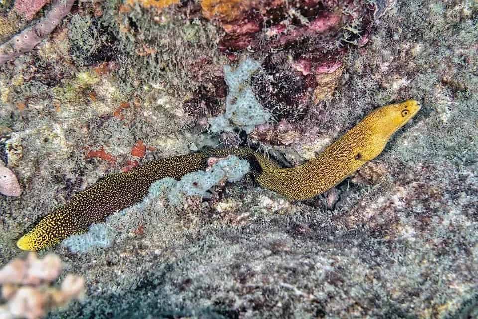 Goldentail Moray Eel; Atlantic – Gymnothorax miliaris - Fish