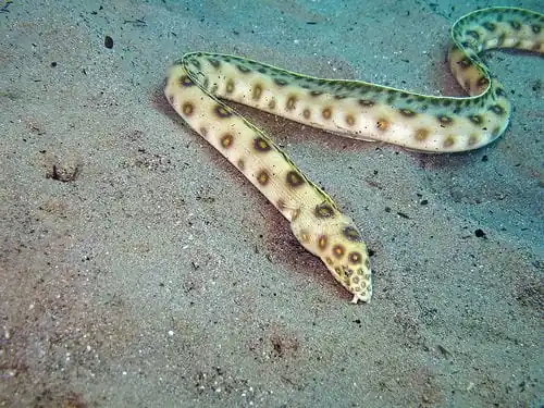 Gold Spot Snake Eel; Brz. – Myrichthys ocellatus - Fish
