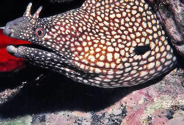 Flagged Moray Eel Muraena pavonina - Fish
