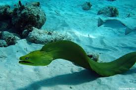 Green Moray Eel; Brz. – Gymnothorax funebris - Fish