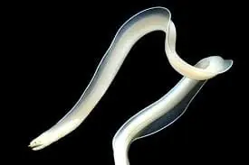 Ribbon Eel; Ghost – Pseudechidna brummeri - Fish