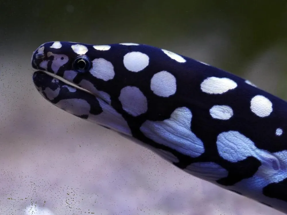 Skeletor Moray Eel – Echidna xanthospilos - Fish