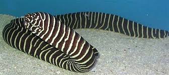 Zebra Moray Eel Hawaii Gymnomuraena zebra - Fish