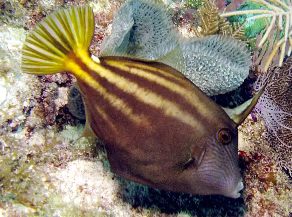 Assorted Fancy File; Atl. – Aluterus or Cantherhines spp. - Fish