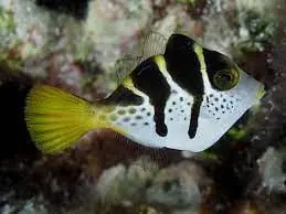 Mimic (Valentini) File; Fiji – Paraluterus prionurus - Fish