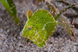 Pygmy Green File; Japan – Rudarius ercodes - Fish