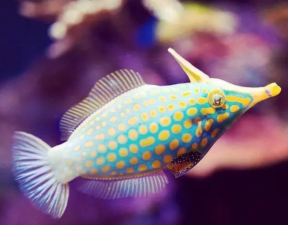 Orange Spot File; Tonga – Oxymonacanthus longirostris - Fish