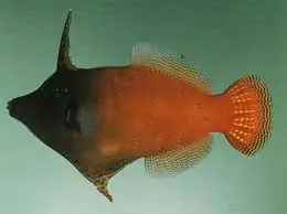 Redtail File; Haw. – Pervagor janthinosoma - Fish