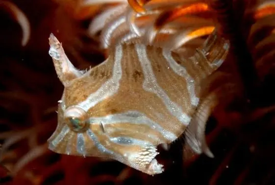 Tiger File – Acreichthys radiatus - Fish