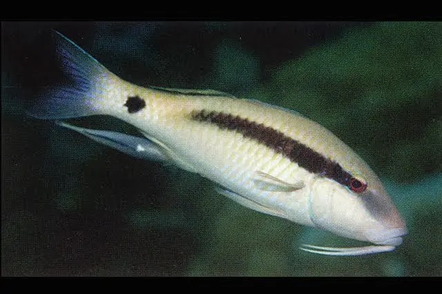 Assorted Goatfish – Parupeneus sp.