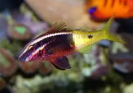 Bicolor Goatfish – Parupeneus barberinoides