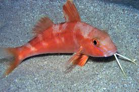 Red Goatfish – Parupeneus multifasciatus