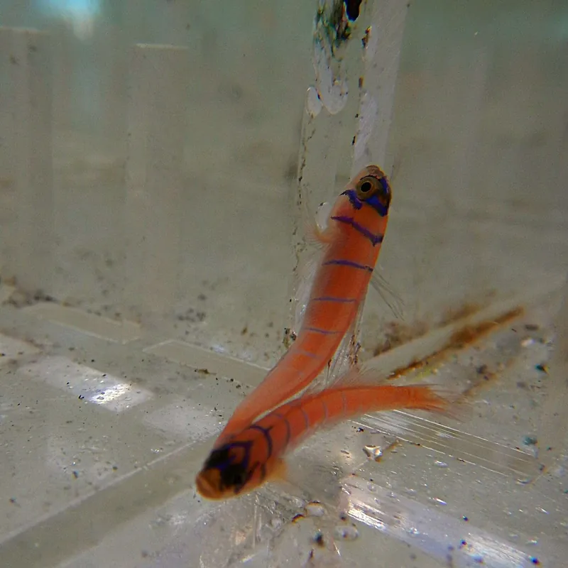 Catalina Goby; T.R. – Lythrypnus dalli - Fish