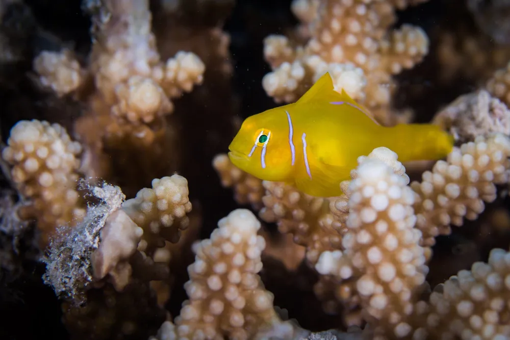 Citron Clown Goby – Gobiodon citrinus - Fish