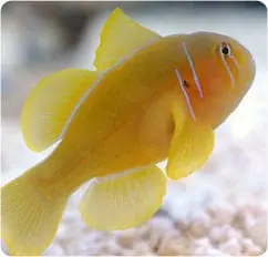 Citron Clown Goby; Yellow;I.O. – Gobiodon citrinus - Fish