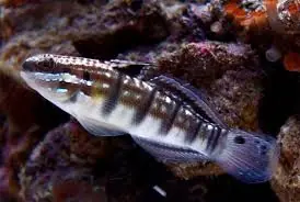 Dragon Goby; Fiji - Amblygobius phaleana