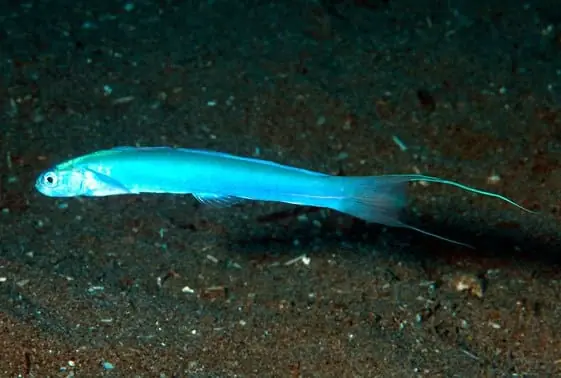 Filamented Gudgeon Goby – Ptereleotris hanae - Fish