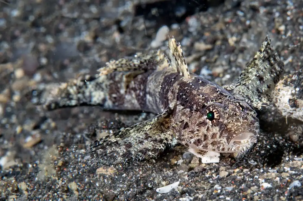 Hasselts Goby – Callogobius hasselti - Fish