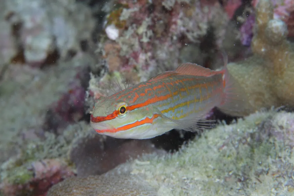 Orange Marked (Sleeper) Goby – Amblygobius decussatus - Fish