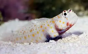 Orangespot Prawn Goby; Fiji – Amblyeleotris guttata - Fish