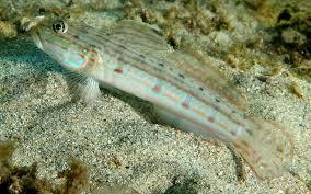 Tiger Sleeper Goby – Valencienna longipinnis - Fish