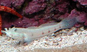 Tiger Sleeper Goby; Fiji – Valencienna longipinnis - Fish