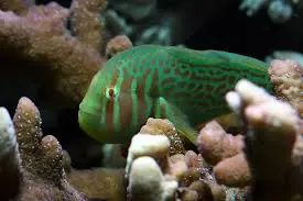 War Paint Clown Goby – Gobiodon sp. - Fish