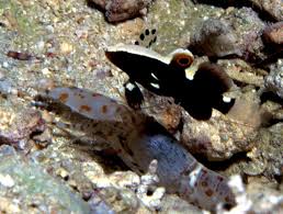 White Cap Goby – Lotilia graciliosa w/ Alpheus sp. - Fish