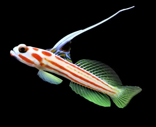Yasa Hashe Goby - Stonogobiops sp.