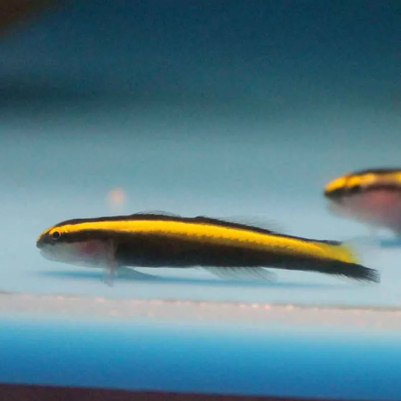 Yellowstripe Neon Goby; Atl. – Elacatinus figaro - Fish