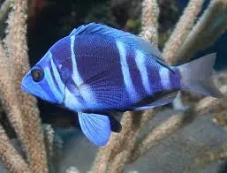 Barred Hamlet; Atl. – Hypoplectrus puella - Fish