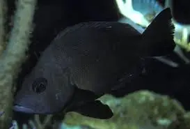 Black Hamlet – Hypoplectrus nigricans - Fish