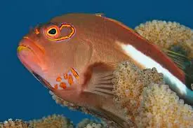 Arc Eye Hawk; Haw. – Paracirrhites arcatus - Fish