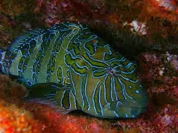 Giant Hawk; Mex. – Cirrhitus rivulatus - Fish