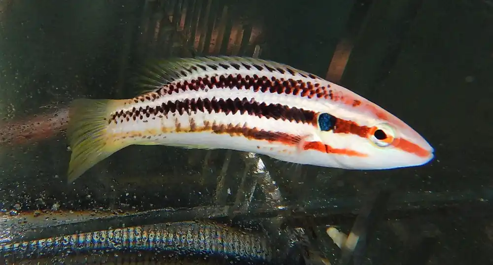 Candy Stripe Hogfish – Bodianus izuensis
