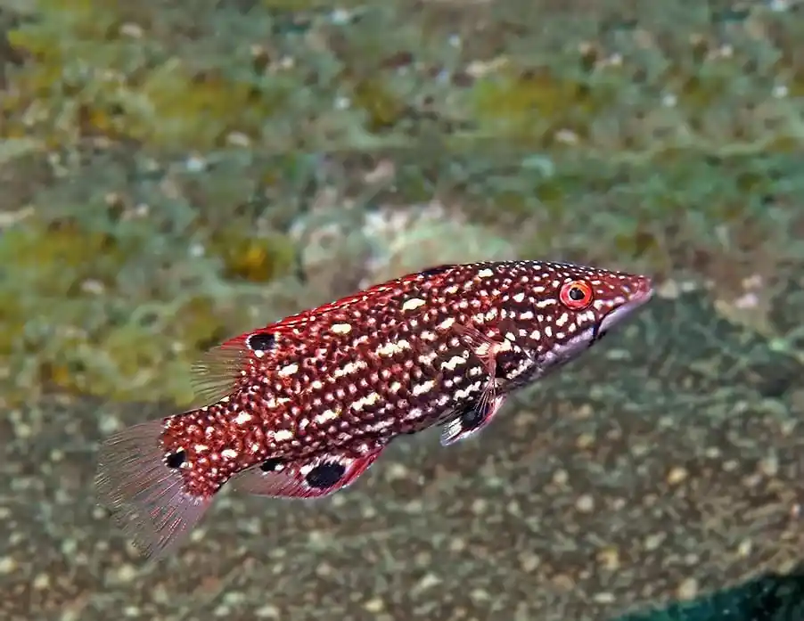 Dianas Hogfish; Fiji – Bodianus diana