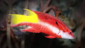 Cuban Hogfish; Atl. – Bodianus pulchellus