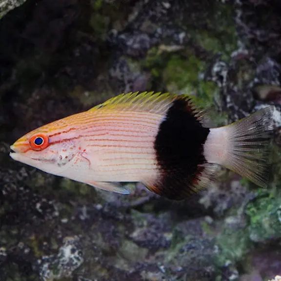 Saddle Hogfish – Bodianus bilunulatus