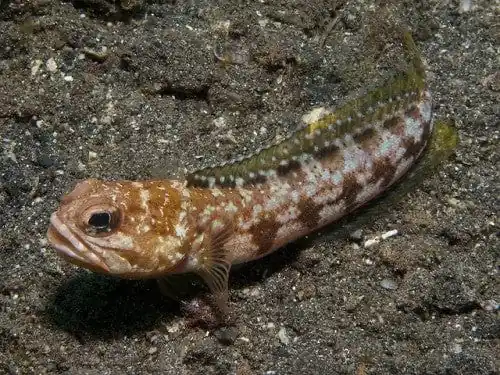 Bullseye Jawfish – Opistognathus sp.