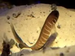 Swrodtail Jawfish; Atl. – Opistognathus cyanoctenosum