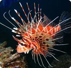 Antennata Lion – Pterois antennata - Fish