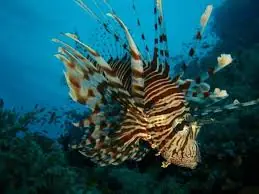 Miles Lion; I.O. – Pterois miles - Fish